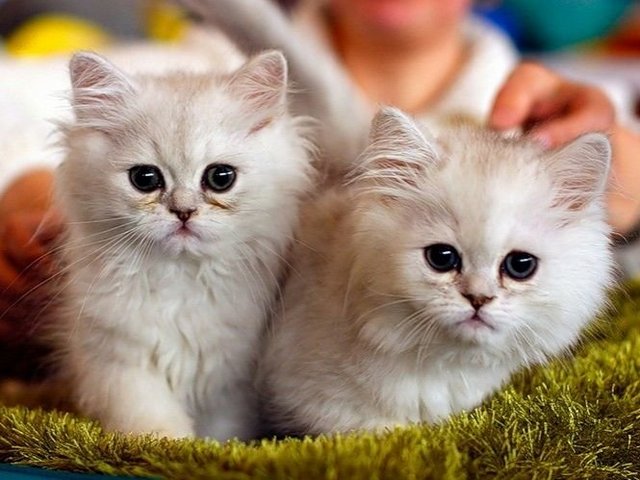 Породы кошек в Барабинске | ЗооТом портал о животных
