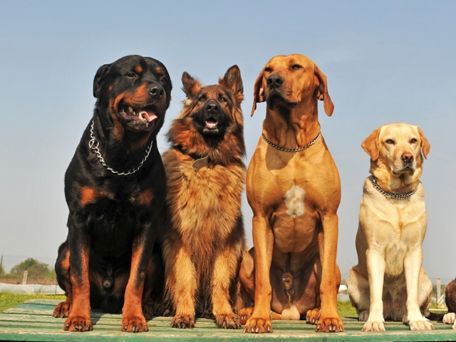 Крупные породы собак в Барабинске | ЗооТом портал о животных