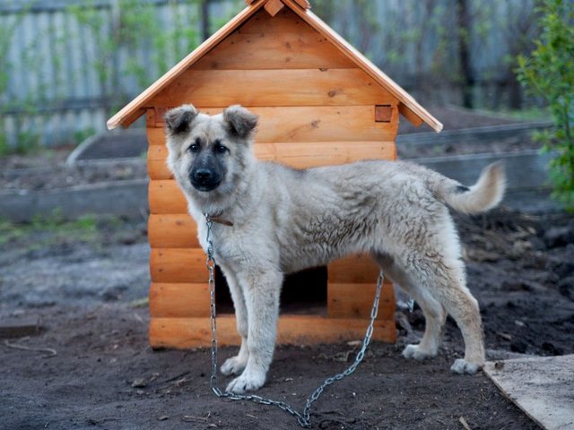 Все о собаках в Барабинске Все о собаках в Барабинске